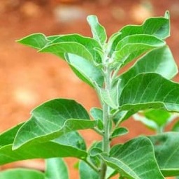 Ashwagandha 20, 21